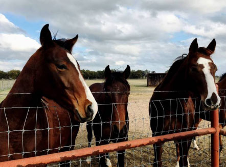 Characteristics and uses of field fence
