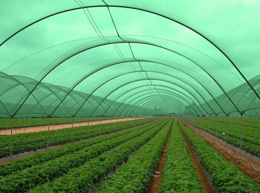 Did you make the method of sunshade net covering vegetable cultivation