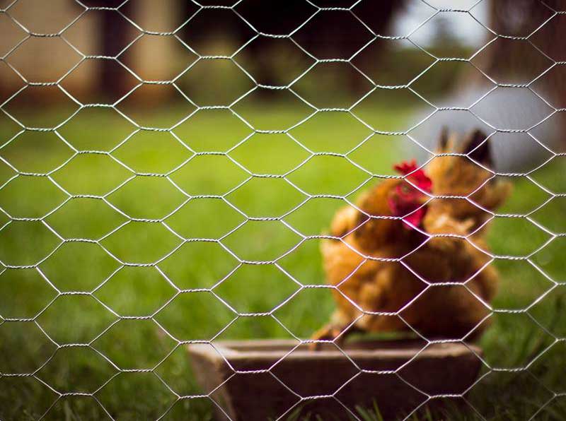 What’s the best kind of chicken wire and fencing?cid=3