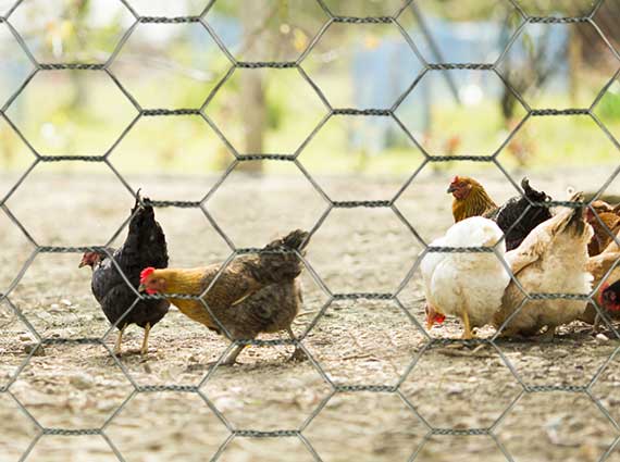 What’s the best kind of chicken wire and fencing?cid=3