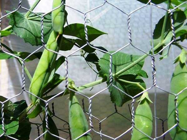 What’s the best kind of chicken wire and fencing?cid=3