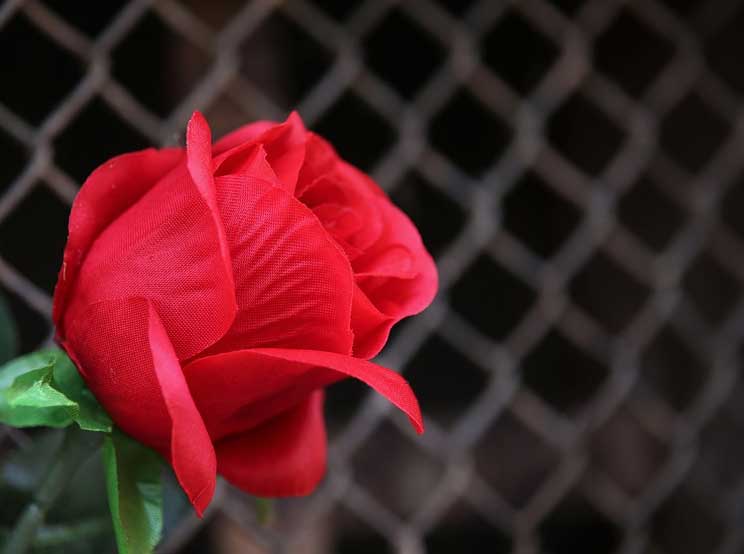 Why is chain link fence popular, and the characteristics of chain link fence popular