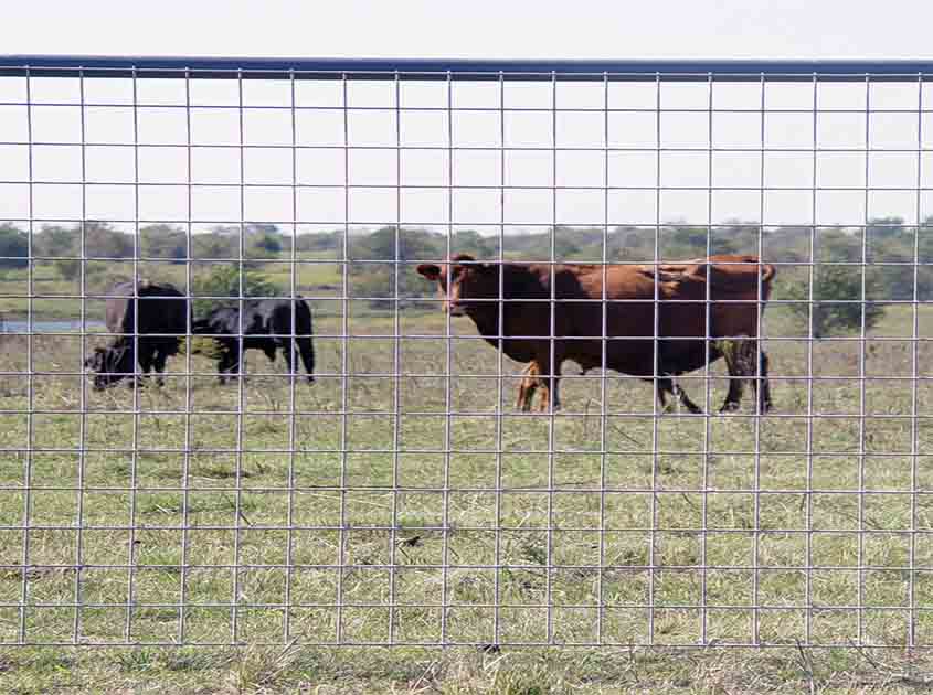 Enhancing Security with Welded Wire Mesh Panel Fencing