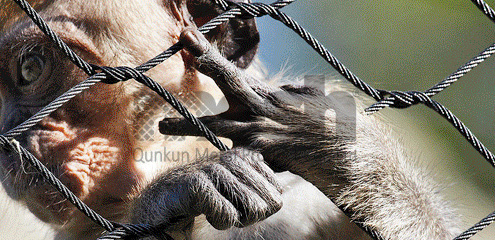 Wire Rope Mesh: Elevating Security in Public Spaces