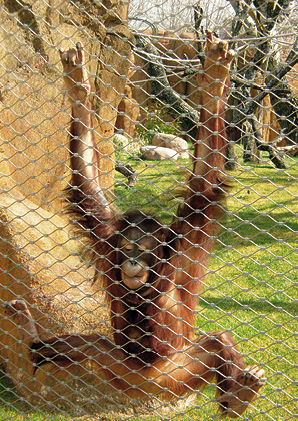 Wire Rope Mesh for Aviaries: A Bird's-Eye View of Safety