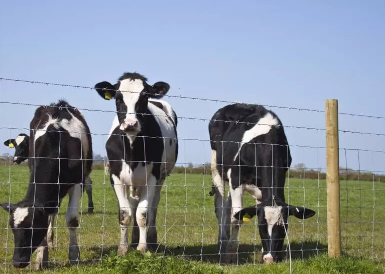 Farm Fence