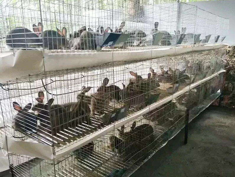 Rabbit Cages