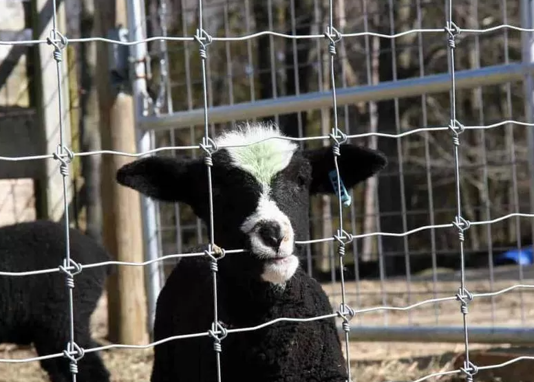 Farm Fence