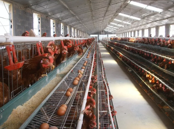 Layer Chicken Cages