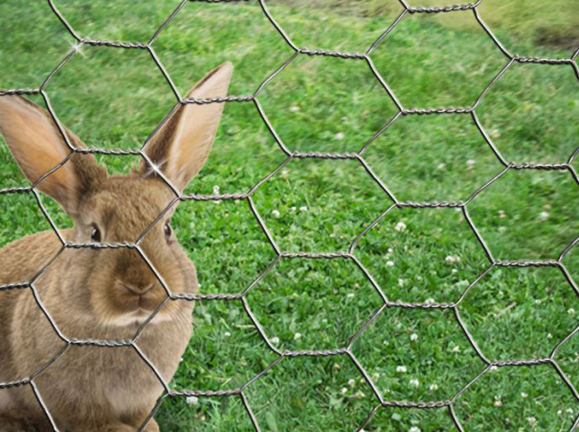 Rabbit Cages