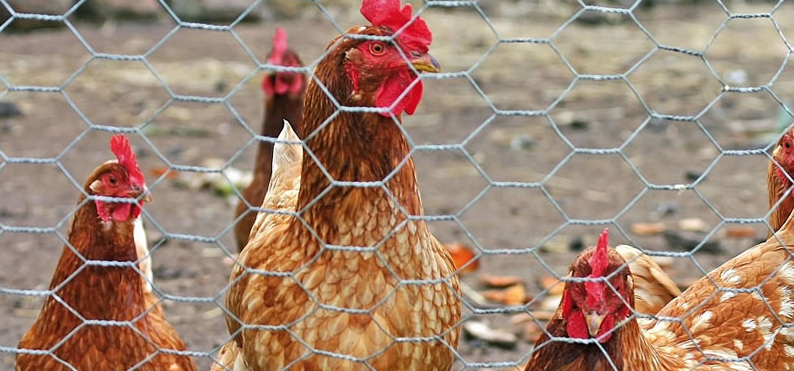 Chicken Wire Netting