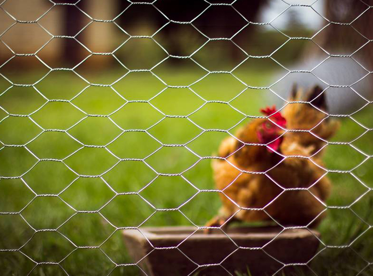 Applications of Hexgaonal Wire Mesh