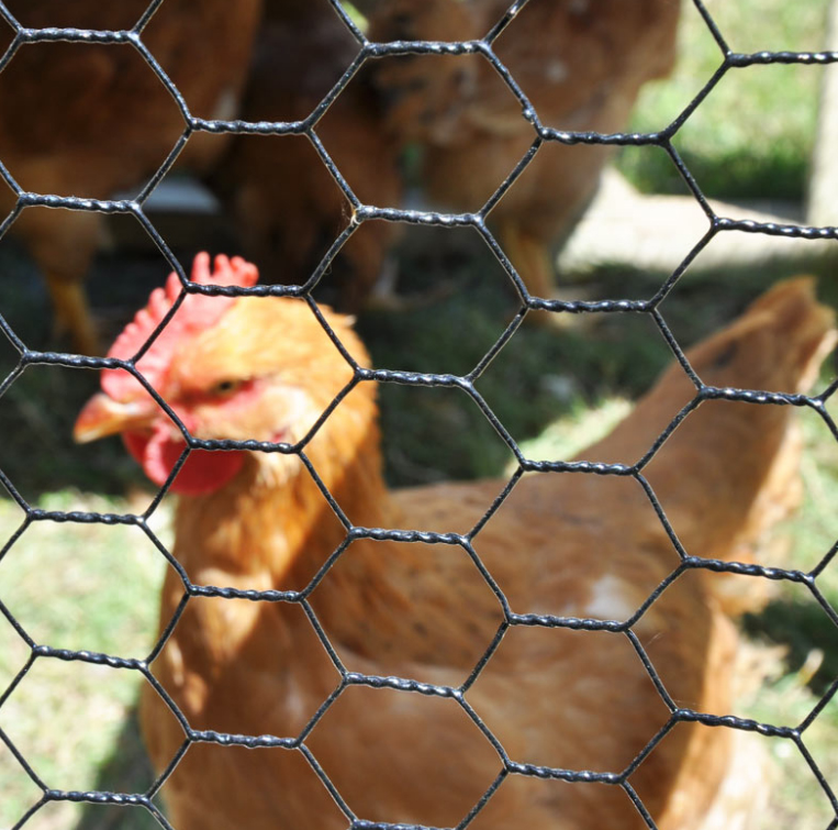 Applications of Hexgaonal Wire Mesh