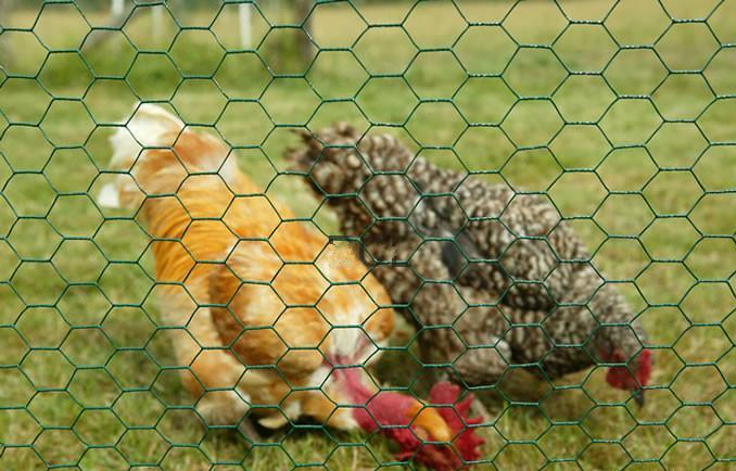 Chicken Wire Mesh