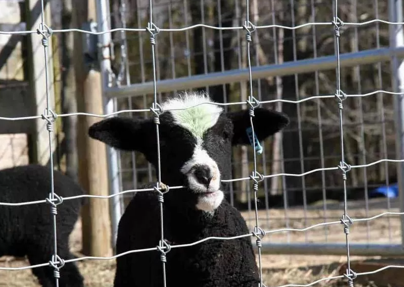 Custom Farm Fence