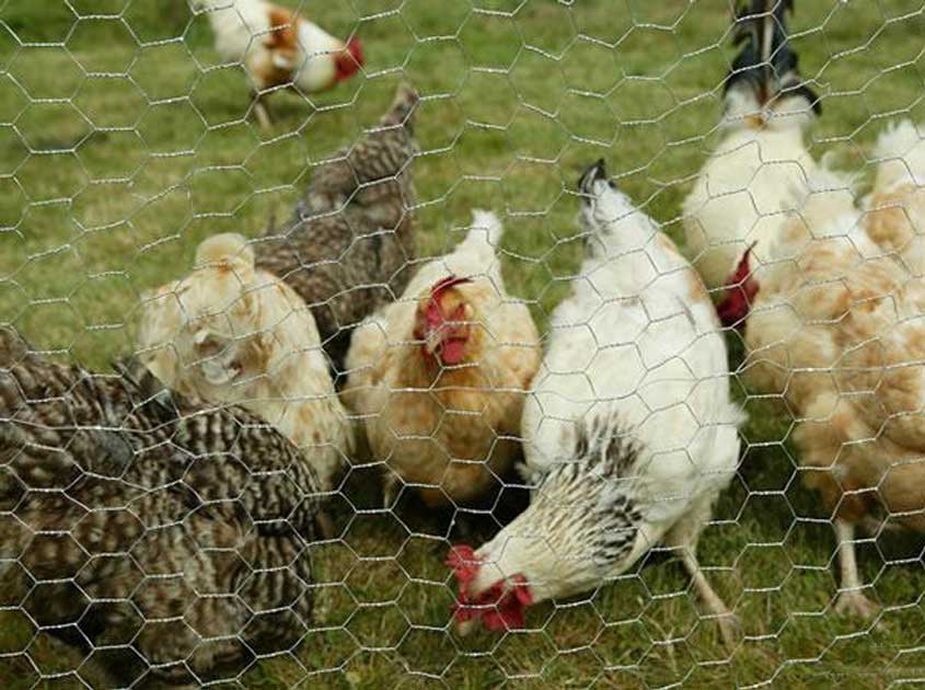 Hexagonal Wire Mesh – Versatile, Durable, and Cost-Effective