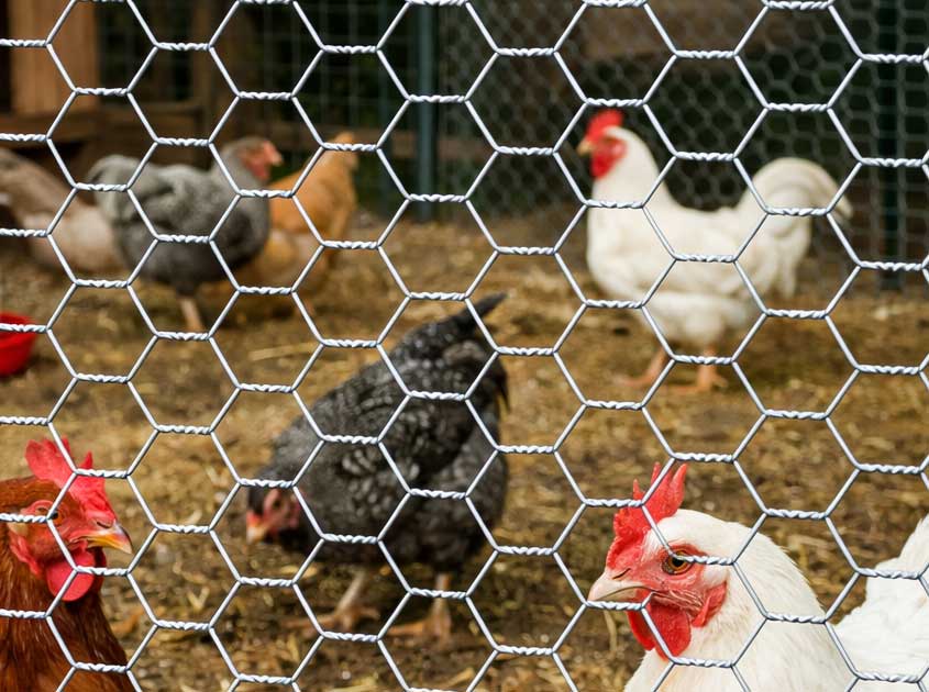 Hexagonal Wire Mesh for Chicken and Poultry: The Ideal Fencing Solution for Farms Hexagonal Wire Mesh for Chicken and Poultry: The Ideal Fencing Solution for Farms