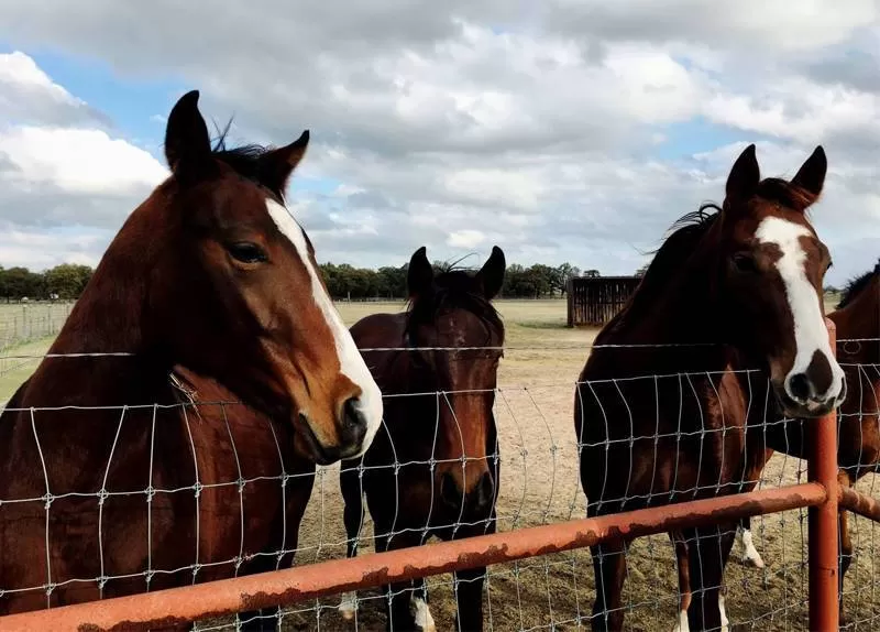 Custom Farm Fence Field Fence