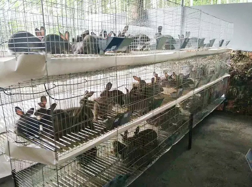 rabbit cage
