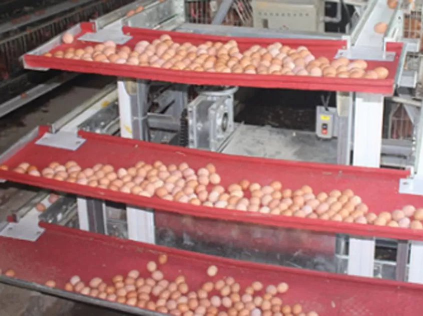 Automatic egg collection system