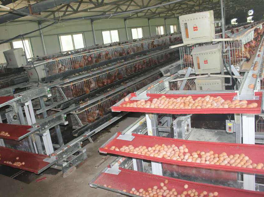 Automatic egg collection system Supplier