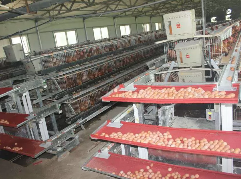 Automatic egg collection system