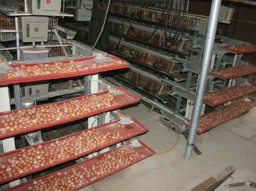 Automatic egg collection system