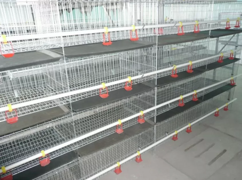 Broiler Chicken Cages