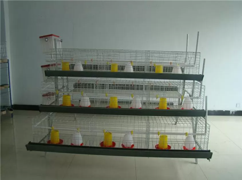 Chick Chicken Cages