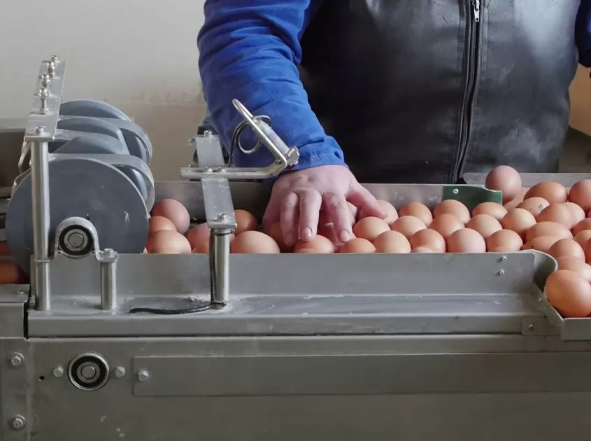 Egg Grading Machine