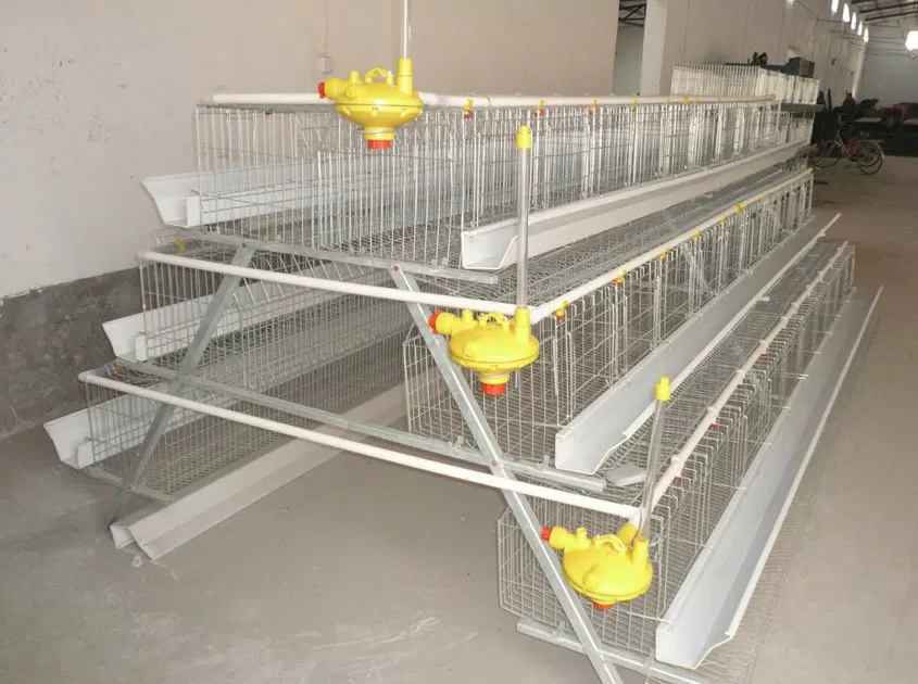 Layer Chicken Cages