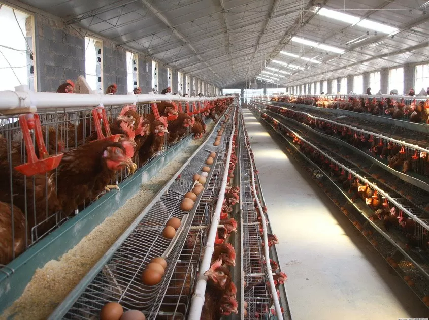 Layer Chicken Cages