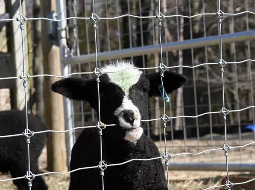 Chicken Wire vs. Wire Mesh: Which You Should Choose?