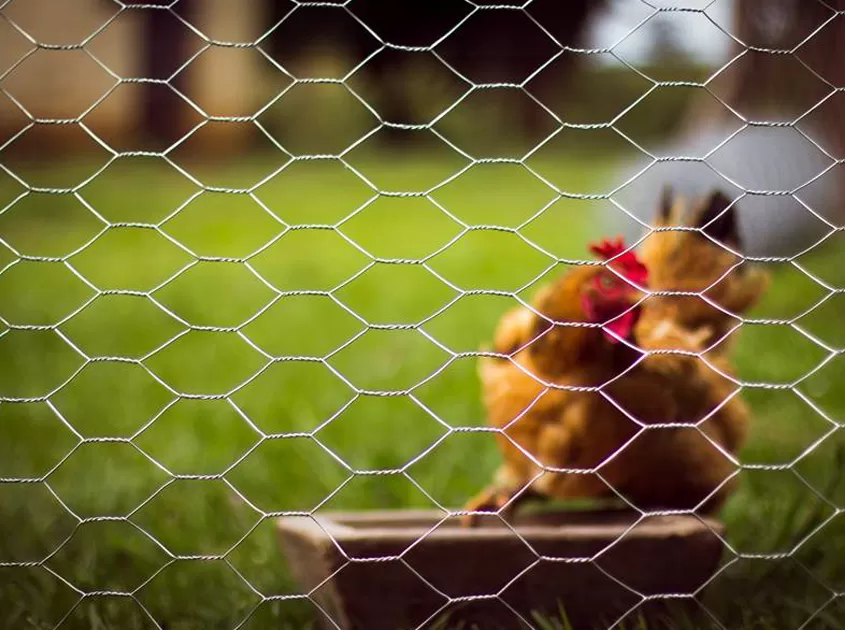 The Key Questions to Ask a Hexgaonal Wire Mesh Manufacturer
