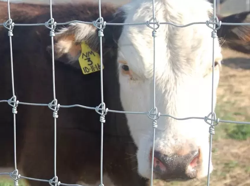 The Ultimate Guide to Your Farm Fencing Options