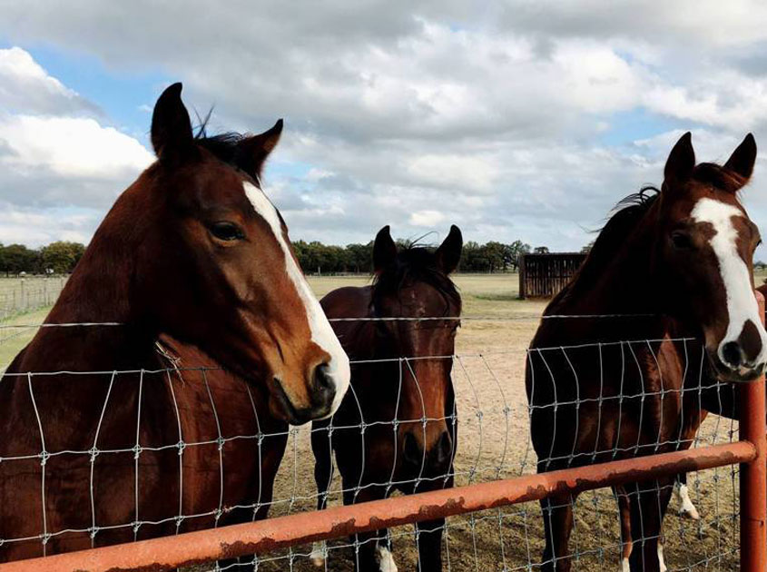 Farm Fence & Field Fence